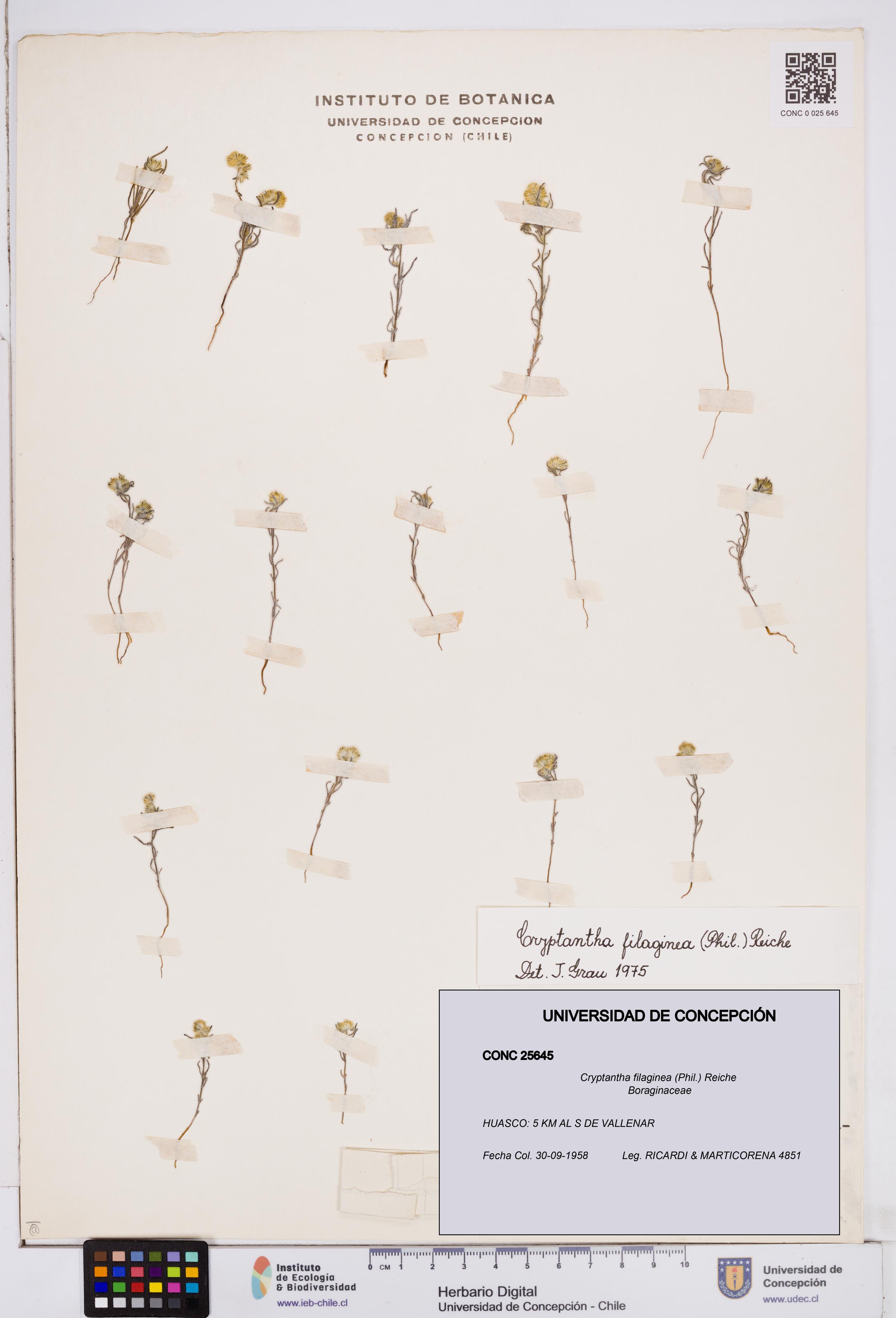 Cryptantha filaginea [Espécimen: ]