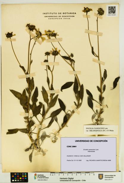 Encelia canescens [Espécimen: UDEC:CONC:0025661]