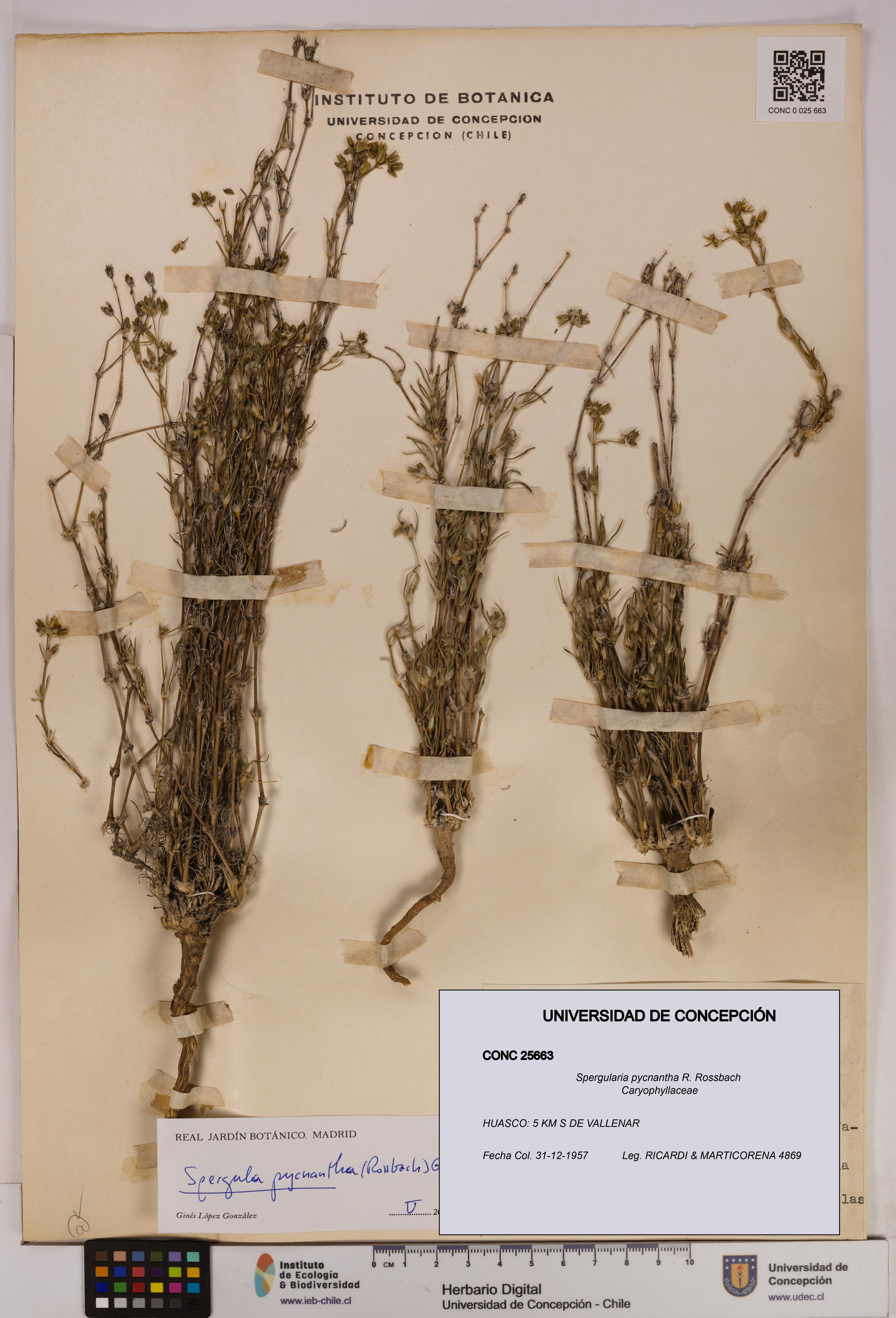 Spergularia pycnantha [Espécimen: UDEC:CONC:0025663]