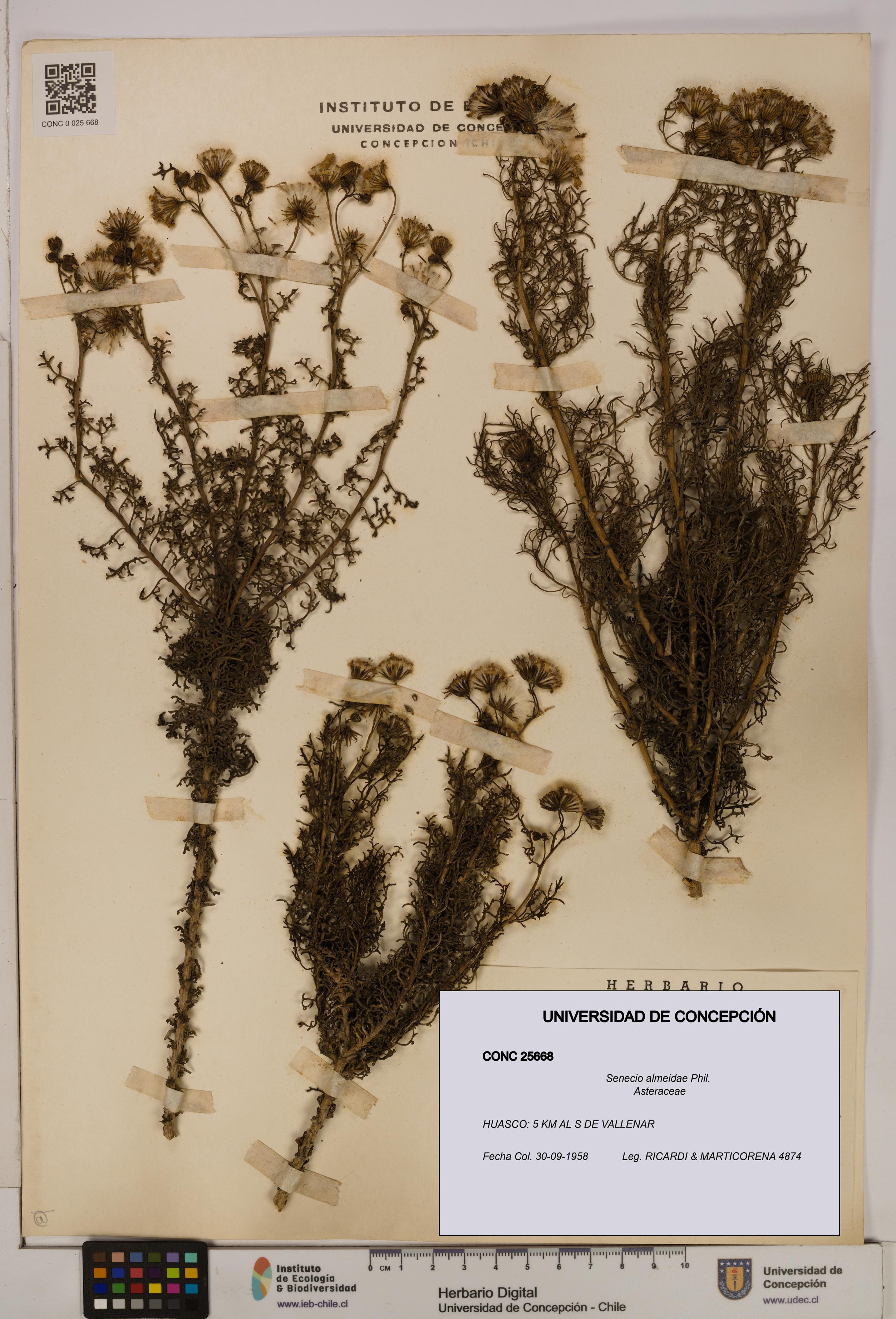 Senecio almeidae [Espécimen: UDEC:CONC:0025668]