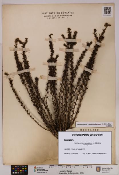 Heliotropium chenopodiaceum [Espécimen: UDEC:CONC:0025670]