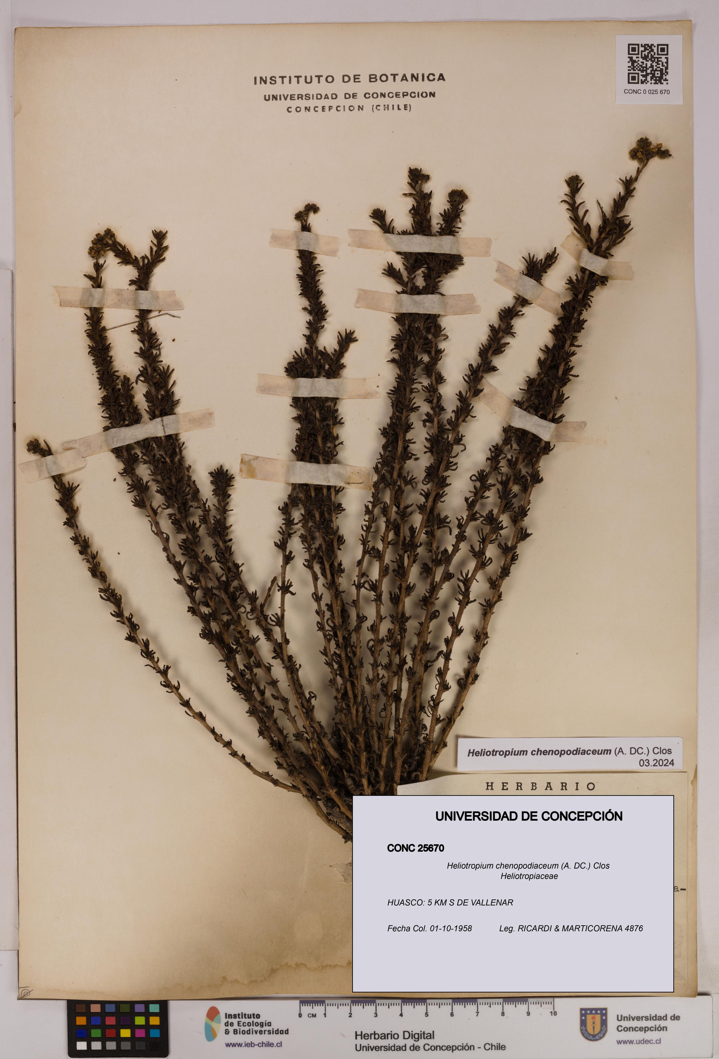 Heliotropium chenopodiaceum [Espécimen: UDEC:CONC:0025670]