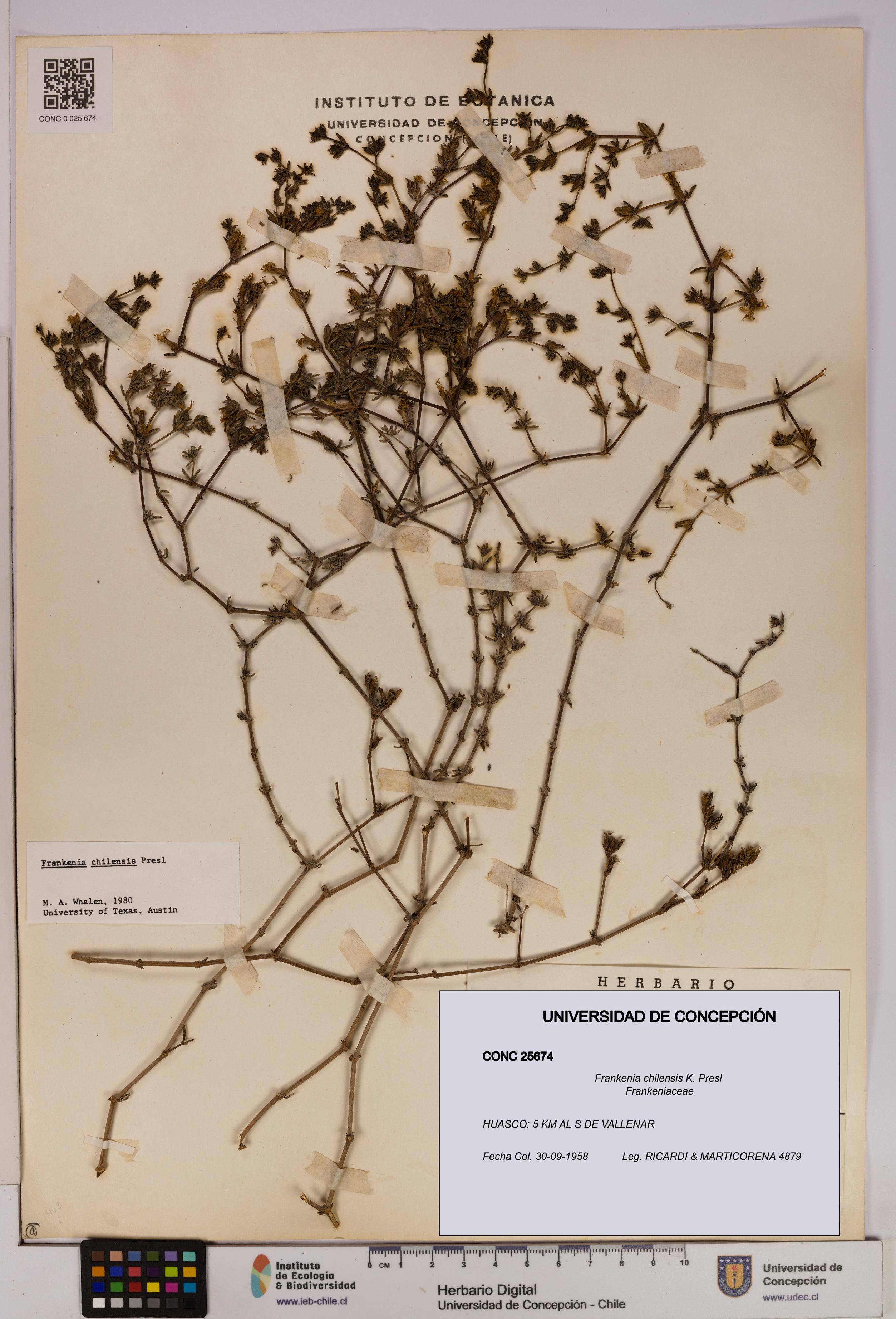 Frankenia chilensis [Espécimen: UDEC:CONC:0025674]