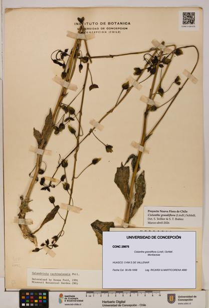 Cistanthe grandiflora [Espécimen: UDEC:CONC:0025675]