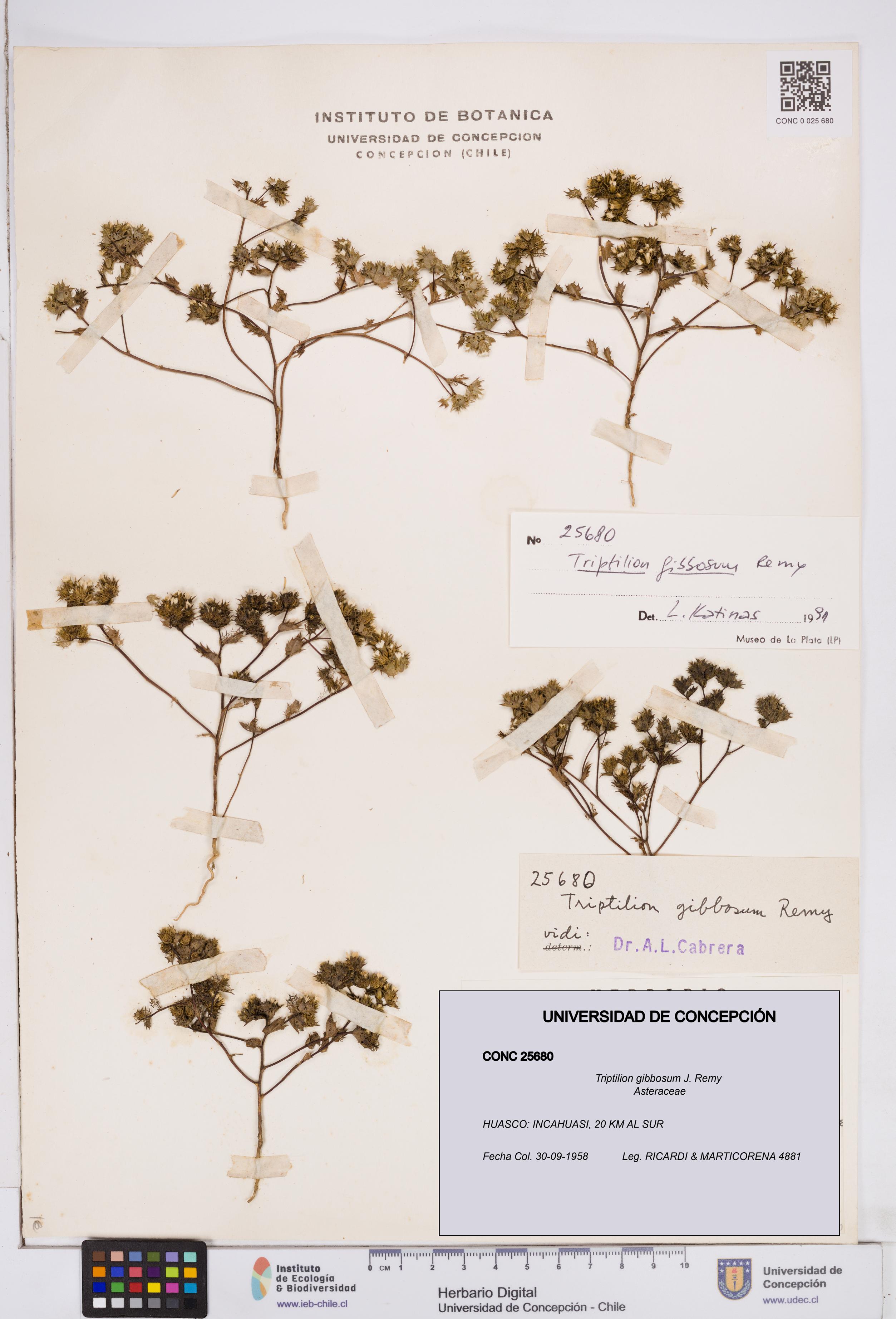 Triptilion gibbosum [Espécimen: ]
