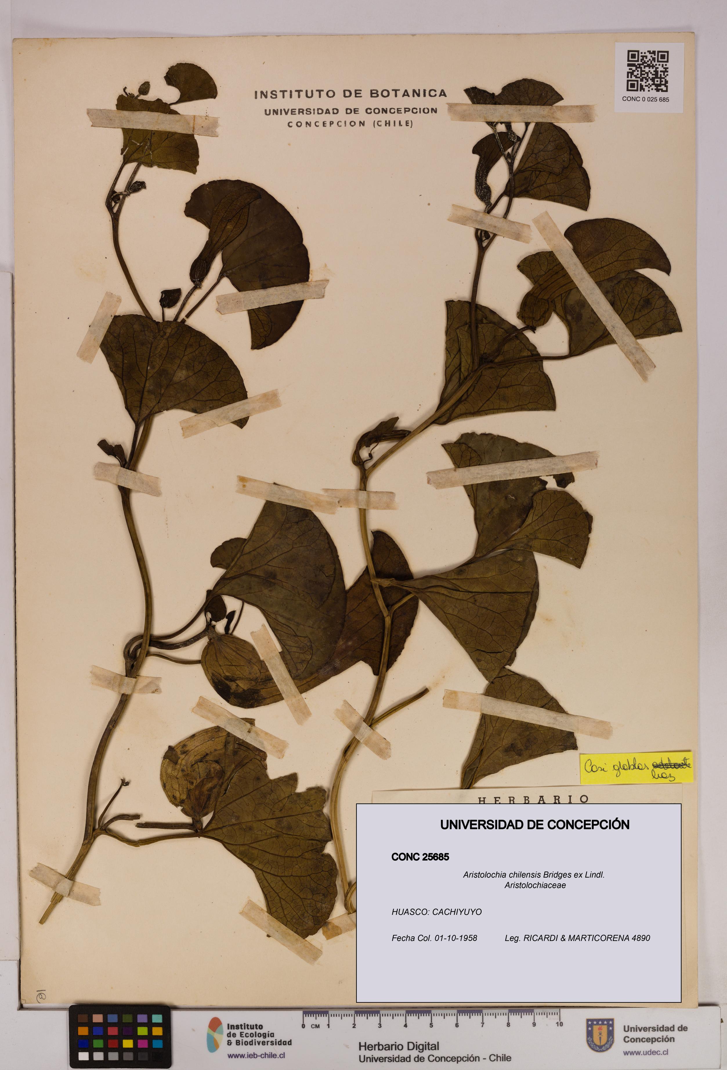 Aristolochia chilensis [Espécimen: UDEC:CONC:0025685]
