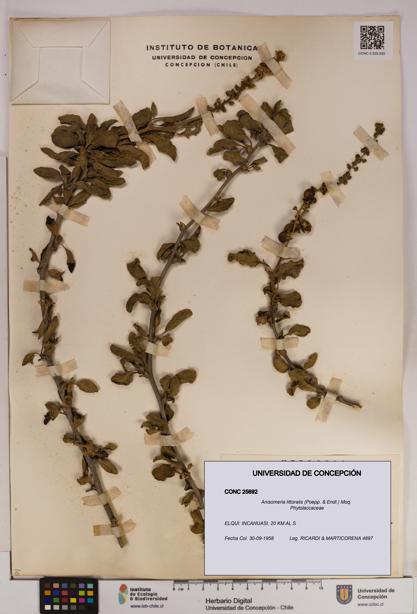 Anisomeria littoralis [Espécimen: UDEC:CONC:0025692]