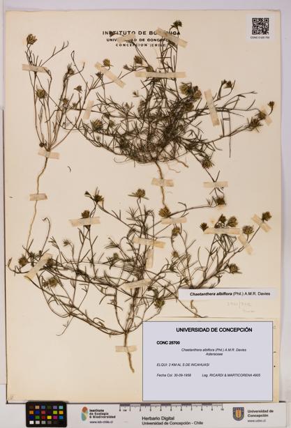 Chaetanthera albiflora [Espécimen: UDEC:CONC:0025700]