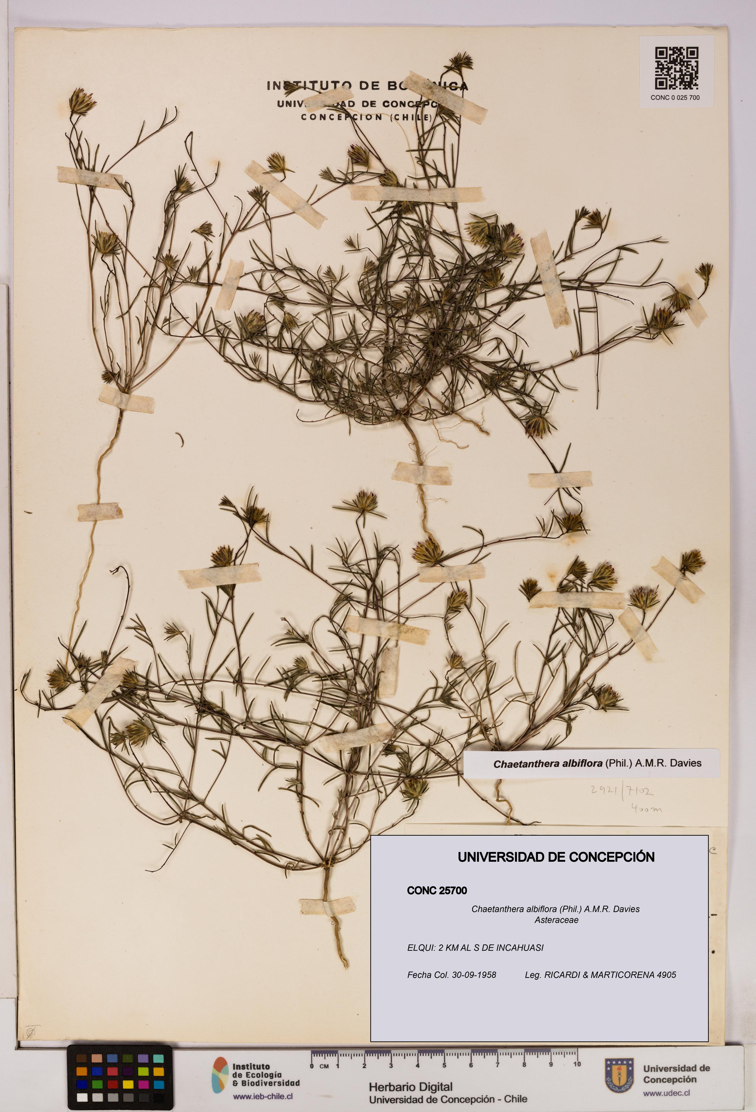 Chaetanthera albiflora [Espécimen: UDEC:CONC:0025700]