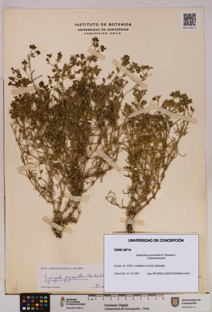 Spergularia pycnantha [Espécimen: UDEC:CONC:0025714]