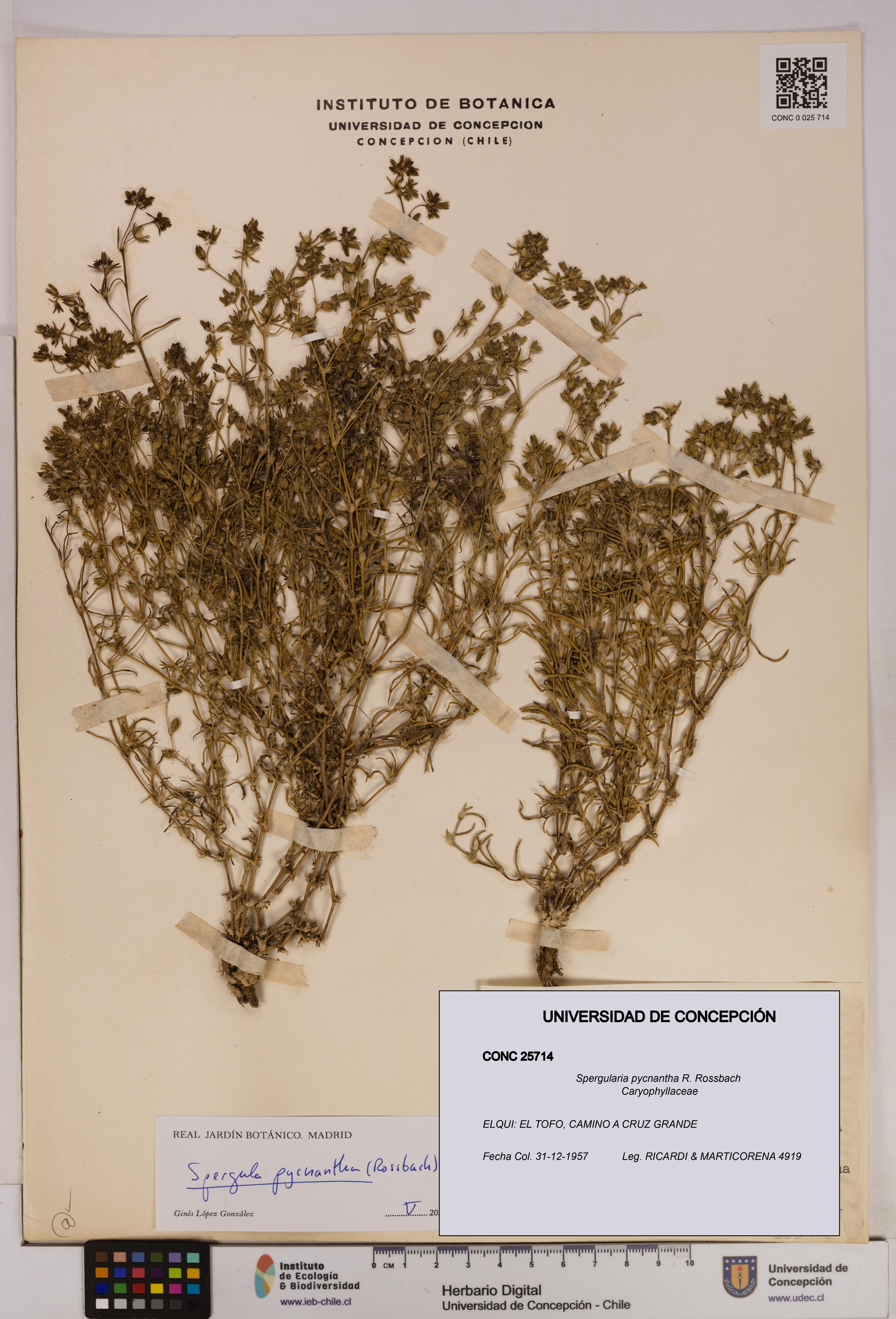 Spergularia pycnantha [Espécimen: UDEC:CONC:0025714]