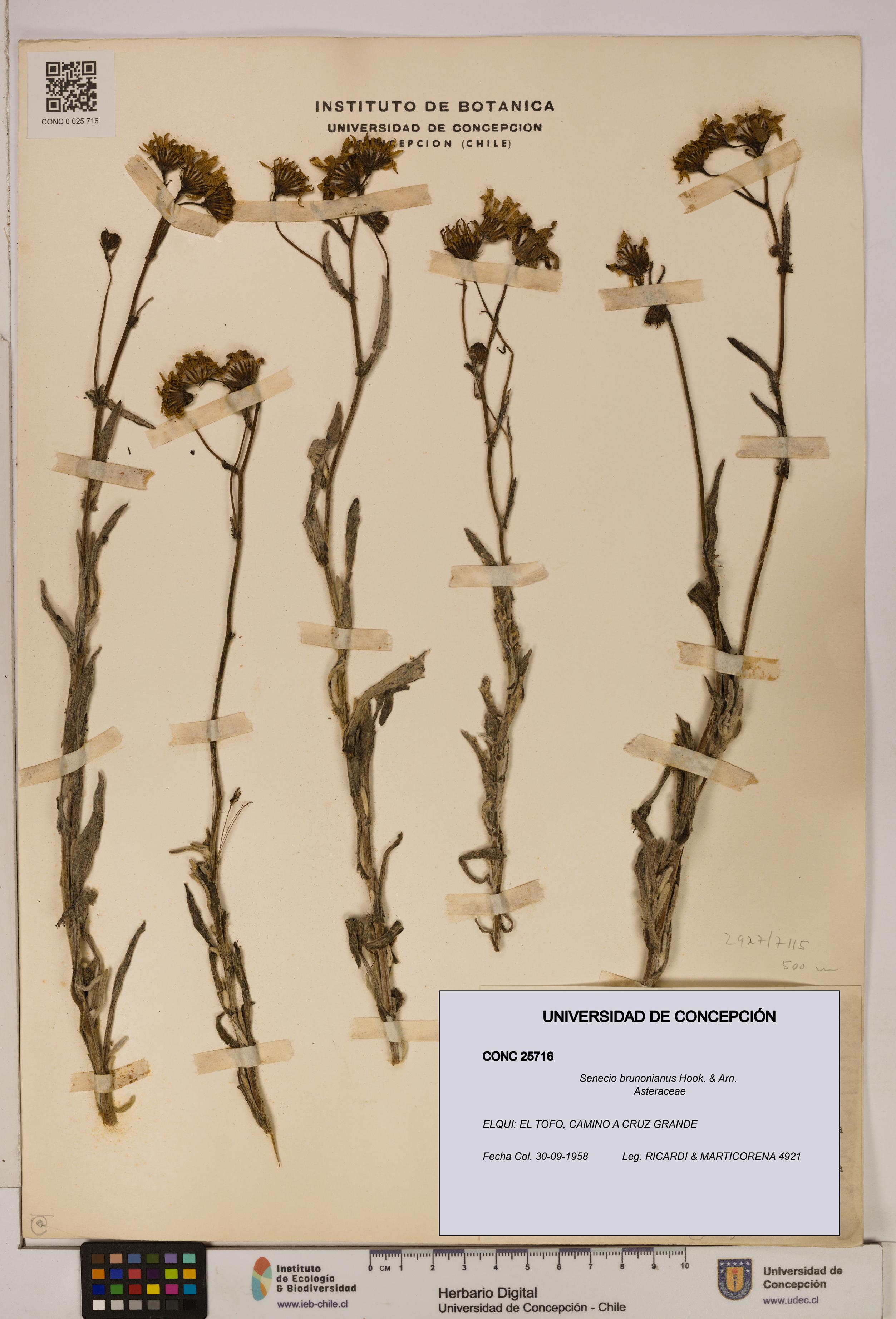 Senecio brunonianus [Espécimen: UDEC:CONC:0025716]