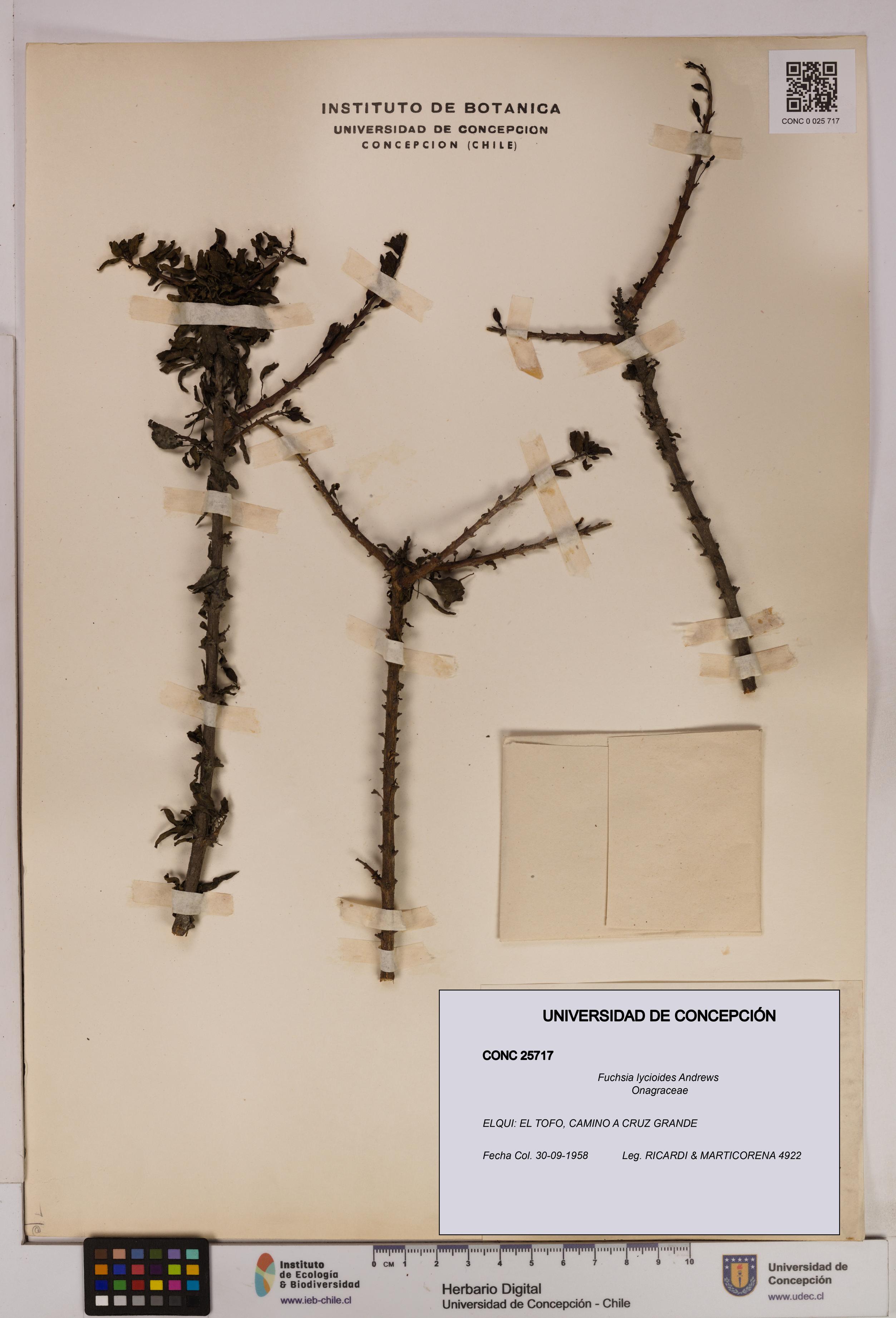 Fuchsia lycioides [Espécimen: UDEC:CONC:0025717]