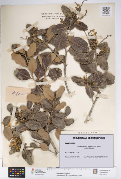 Lithraea caustica [Espécimen: UDEC:CONC:0025722]