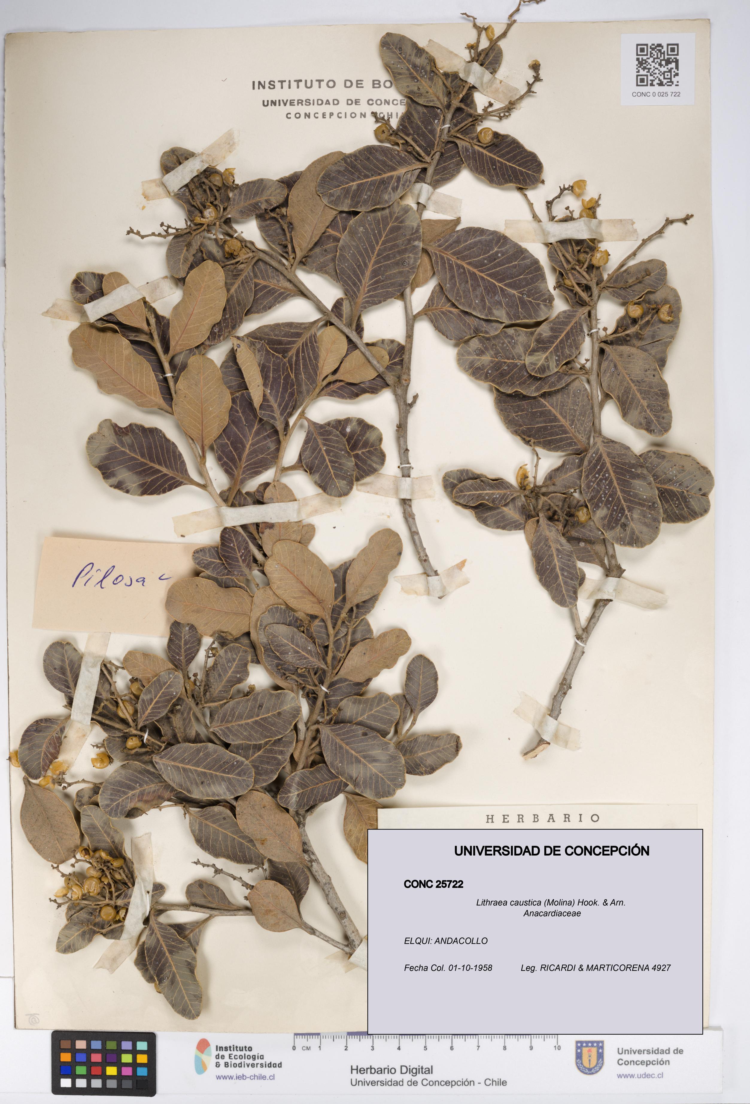 Lithraea caustica [Espécimen: UDEC:CONC:0025722]