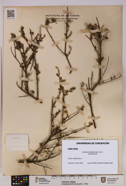 Krameria cistoidea [Espécimen: UDEC:CONC:0025723]