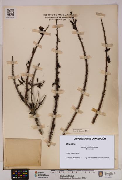 Fuchsia lycioides [Espécimen: UDEC:CONC:0025735]