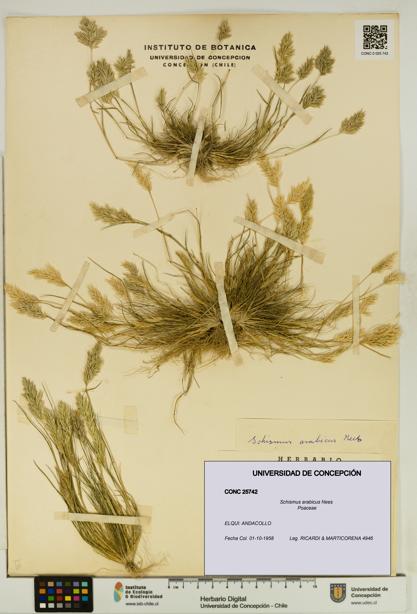 Schismus arabicus [Espécimen: UDEC:CONC:0025742]