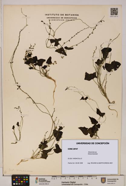 Dioscorea sp. [Espécimen: ]