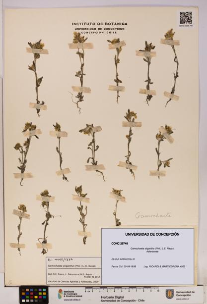 Gamochaeta oligantha [Espécimen: UDEC:CONC:0025748]