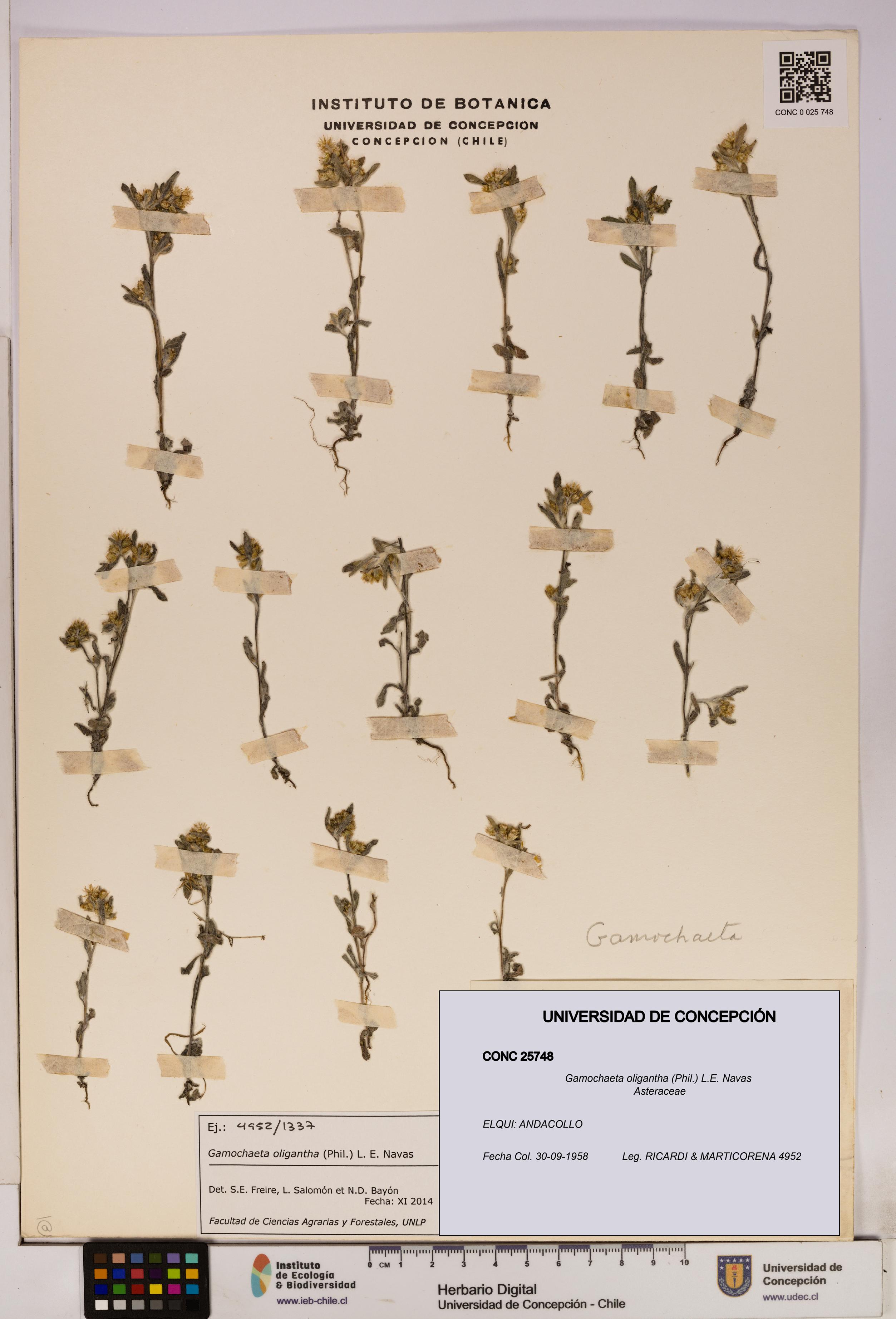 Gamochaeta oligantha [Espécimen: UDEC:CONC:0025748]