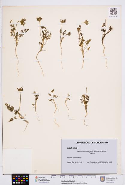 Daucus montanus [Espécimen: ]
