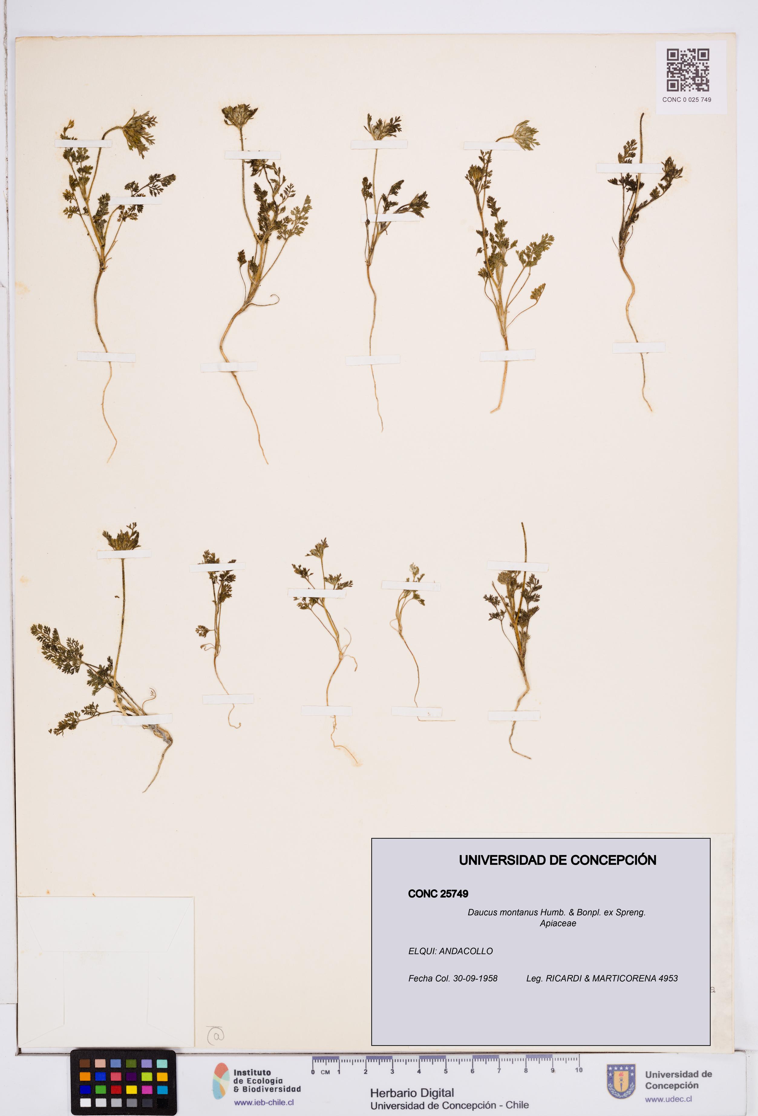 Daucus montanus [Espécimen: ]