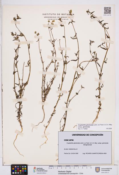 Cryptantha glomerata subsp. glomerata [Espécimen: ]