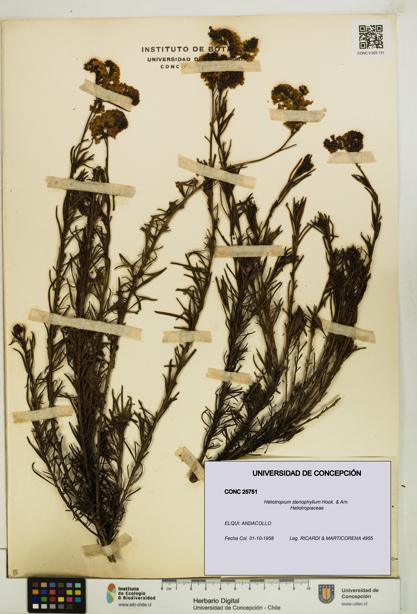 Heliotropium stenophyllum [Espécimen: UDEC:CONC:0025751]
