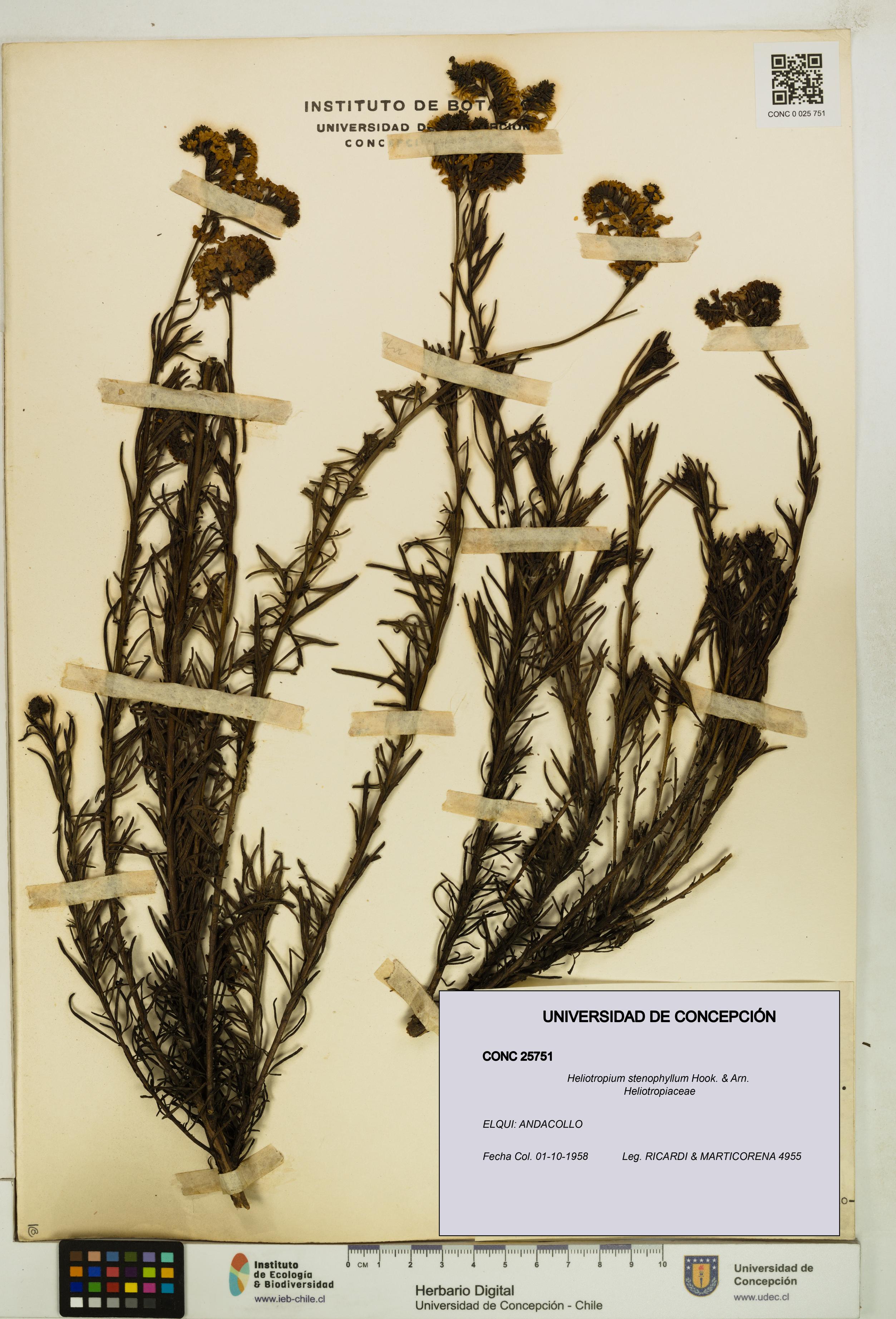 Heliotropium stenophyllum [Espécimen: UDEC:CONC:0025751]