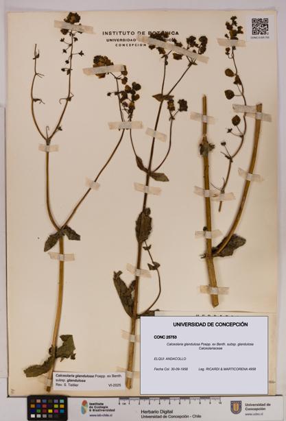 Calceolaria glandulosa [Espécimen: UDEC:CONC:0025753]