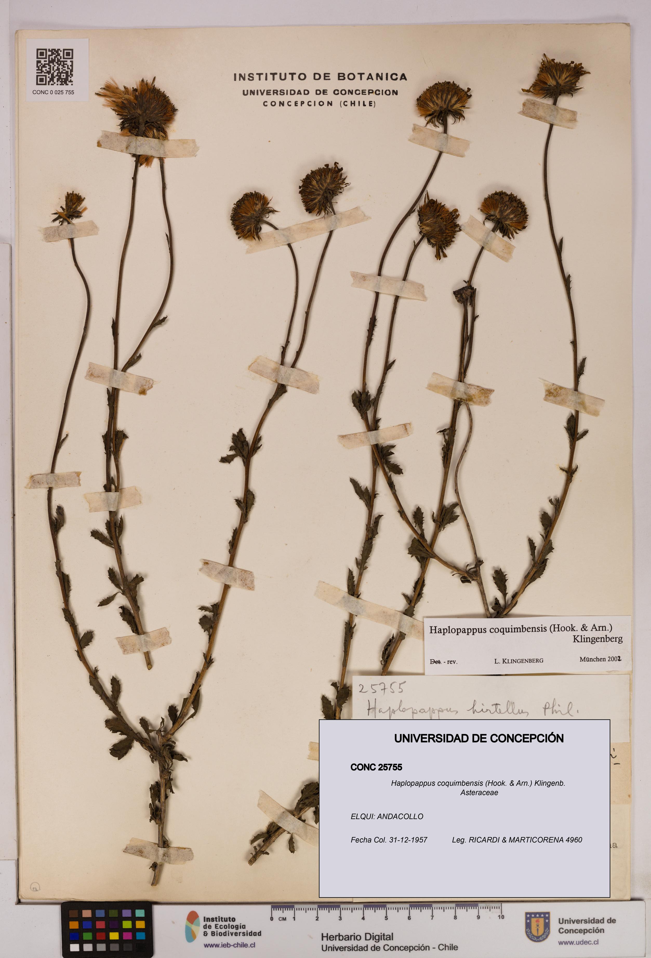 Haplopappus coquimbensis [Espécimen: UDEC:CONC:0025755]