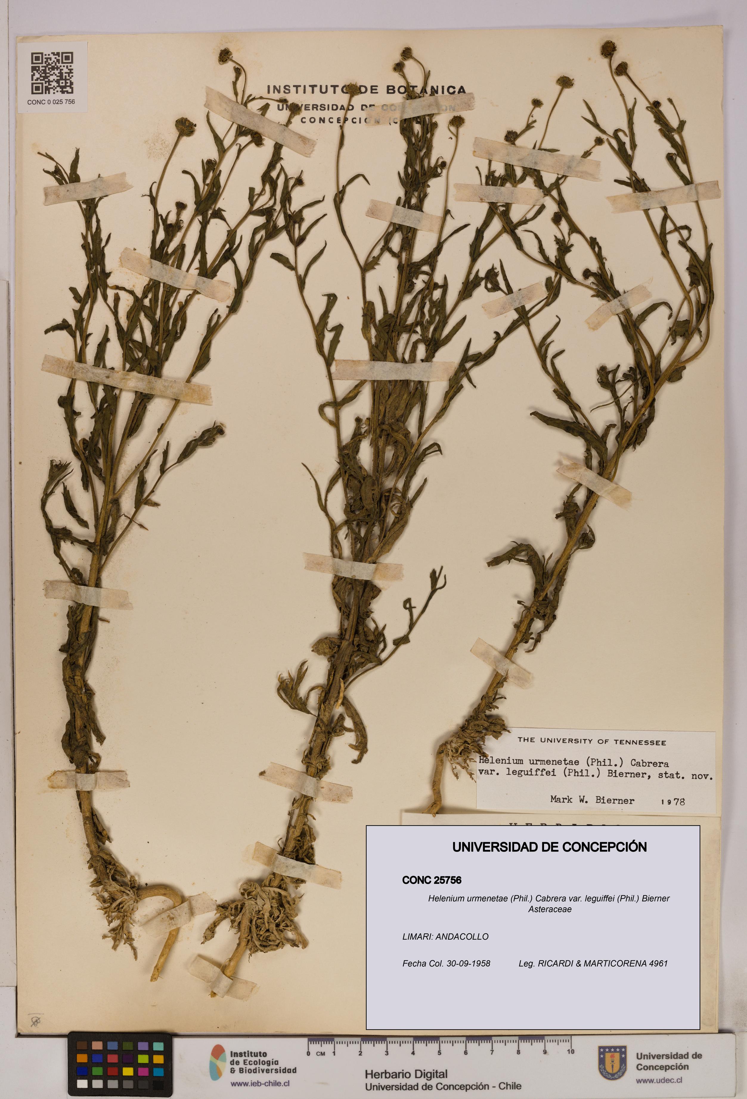 Helenium urmenetae var. leguiffei [Espécimen: UDEC:CONC:0025756]