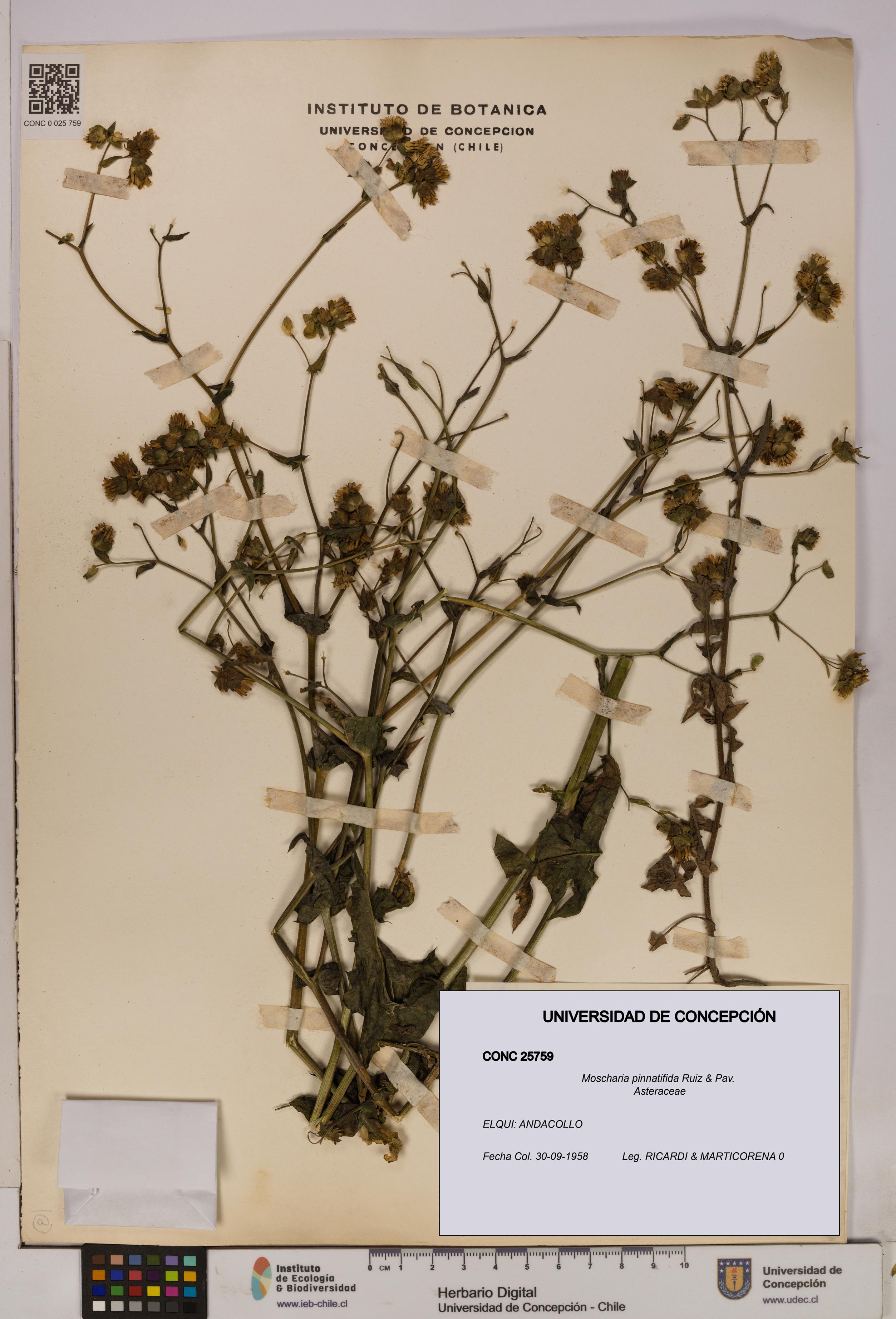 Moscharia pinnatifida [Espécimen: UDEC:CONC:0025759]