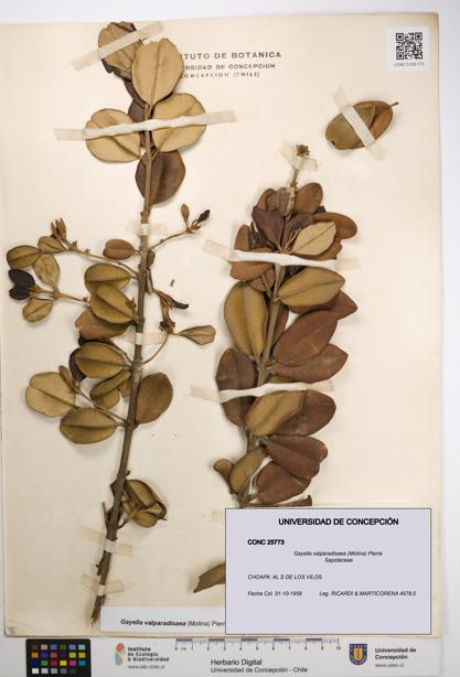 Gayella valparadisaea [Espécimen: UDEC:CONC:0025773]