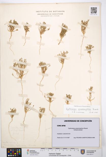 Cyphocarpus psammophilus [Espécimen: UDEC:CONC:0025782]