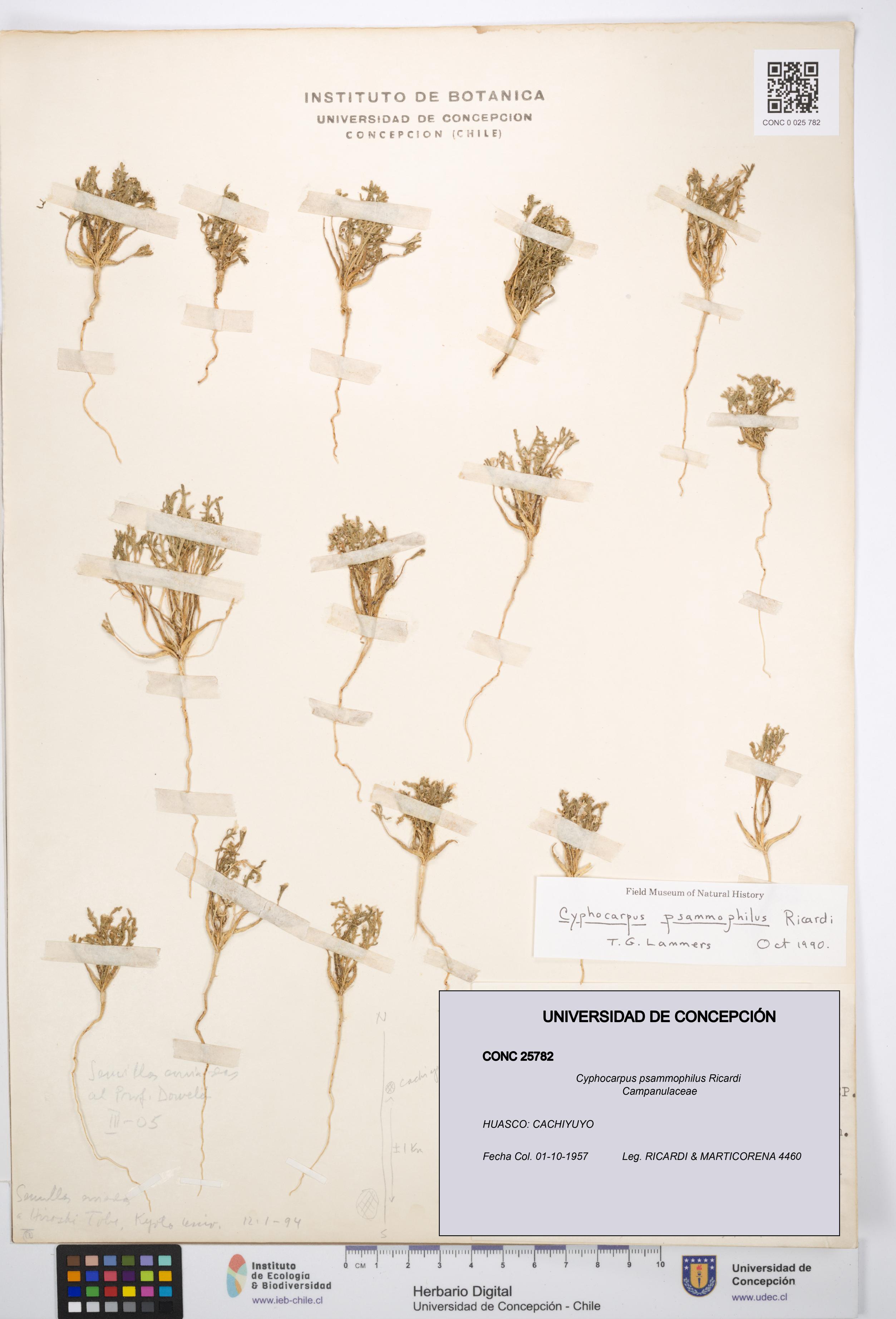 Cyphocarpus psammophilus [Espécimen: UDEC:CONC:0025782]