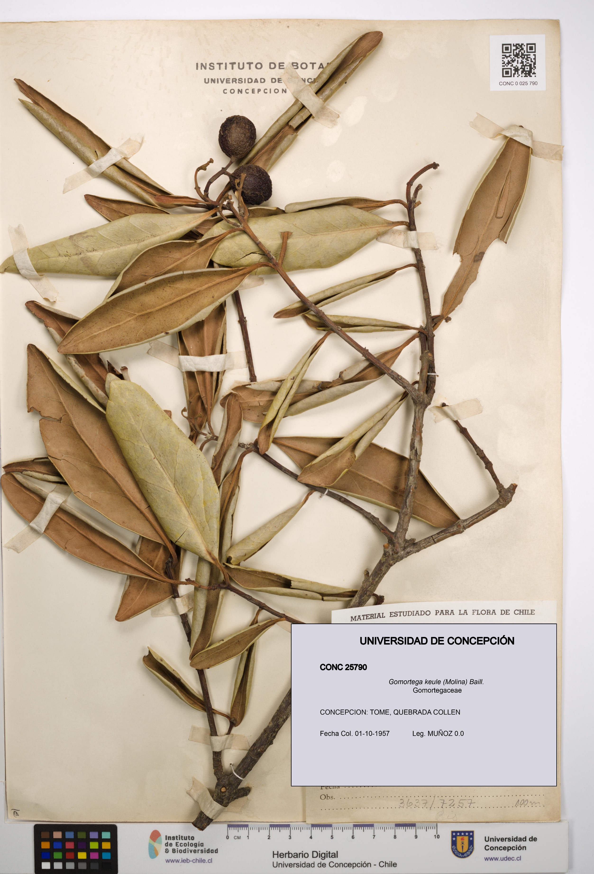Gomortega keule [Espécimen: UDEC:CONC:0025790]