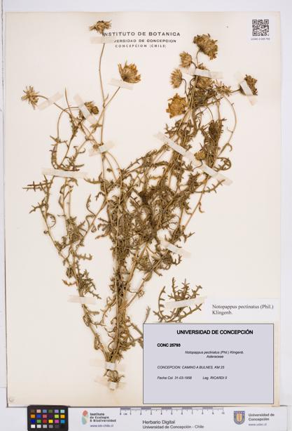 Notopappus pectinatus [Espécimen: ]