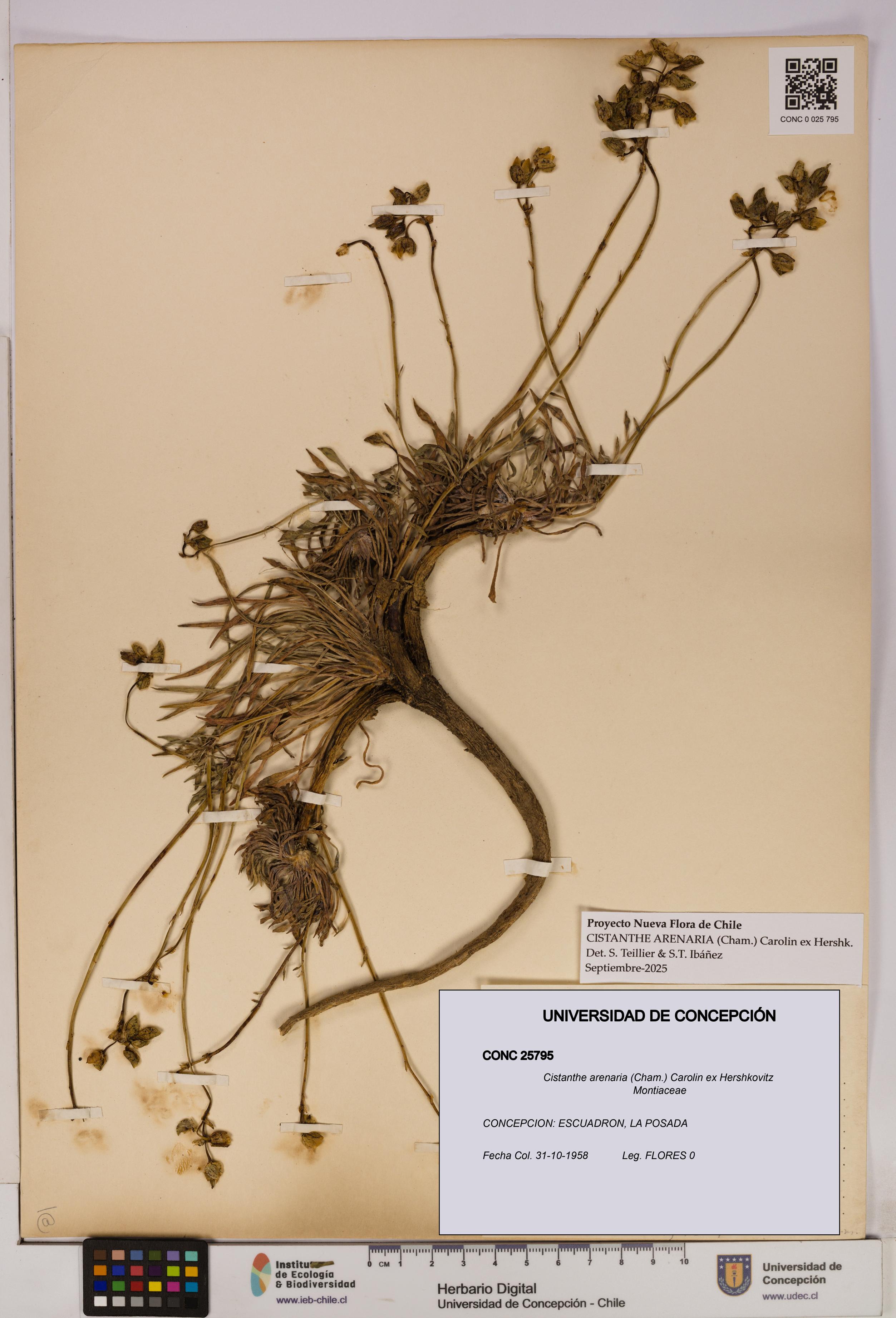 Cistanthe arenaria [Espécimen: UDEC:CONC:0025795]