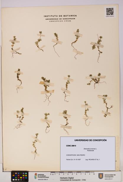 Sherardia arvensis [Espécimen: UDEC:CONC:0025813]