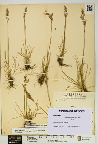 Calotheca brizoides [Espécimen: UDEC:CONC:0025815]
