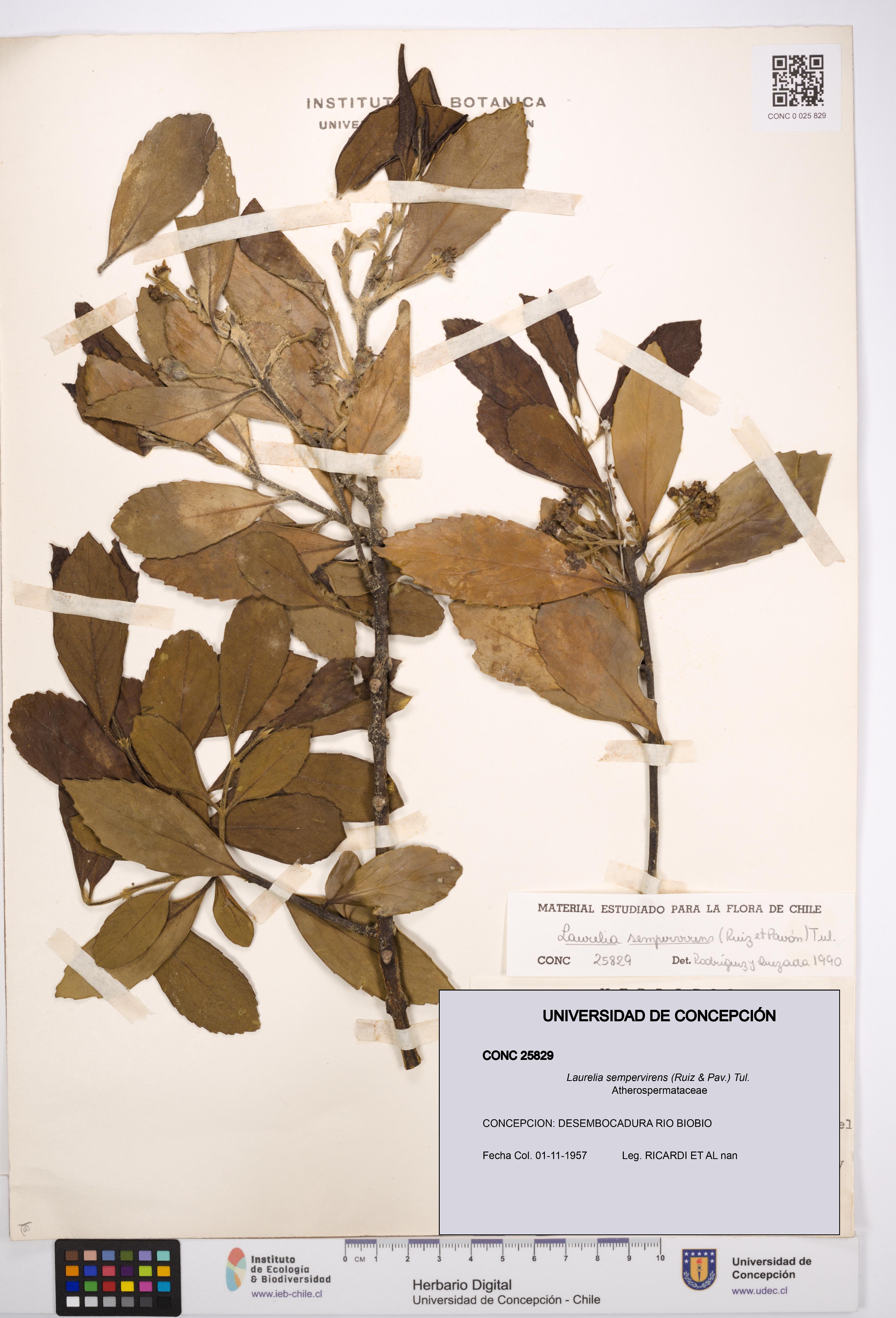 Laurelia sempervirens [Espécimen: UDEC:CONC:0025829]