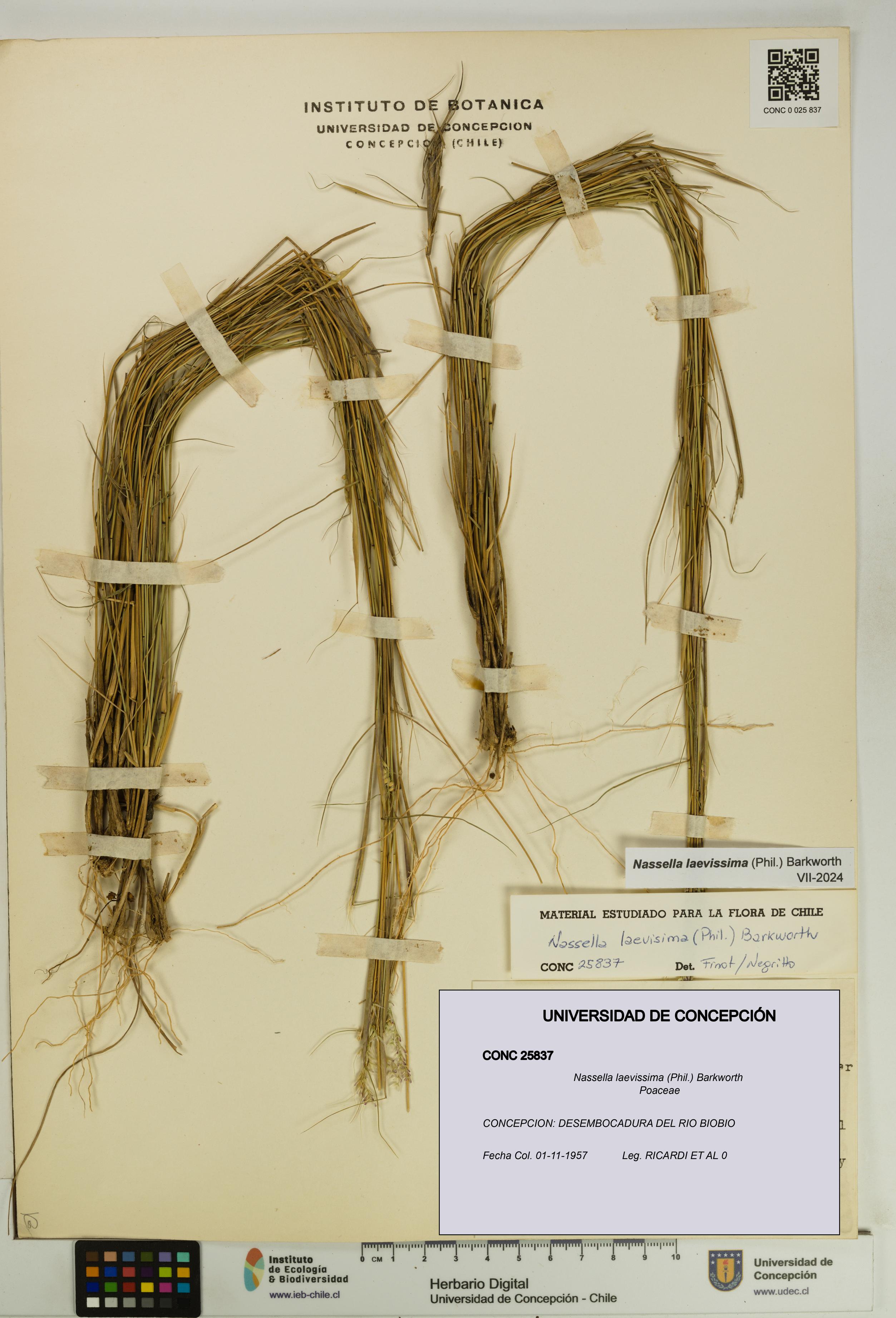 Nassella laevissima [Espécimen: UDEC:CONC:0025837]