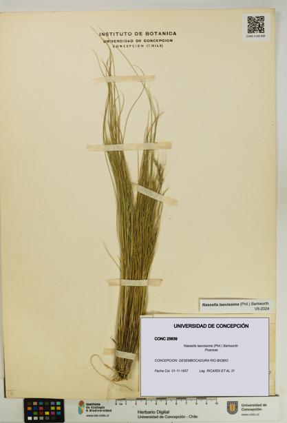 Nassella laevissima [Espécimen: UDEC:CONC:0025839]