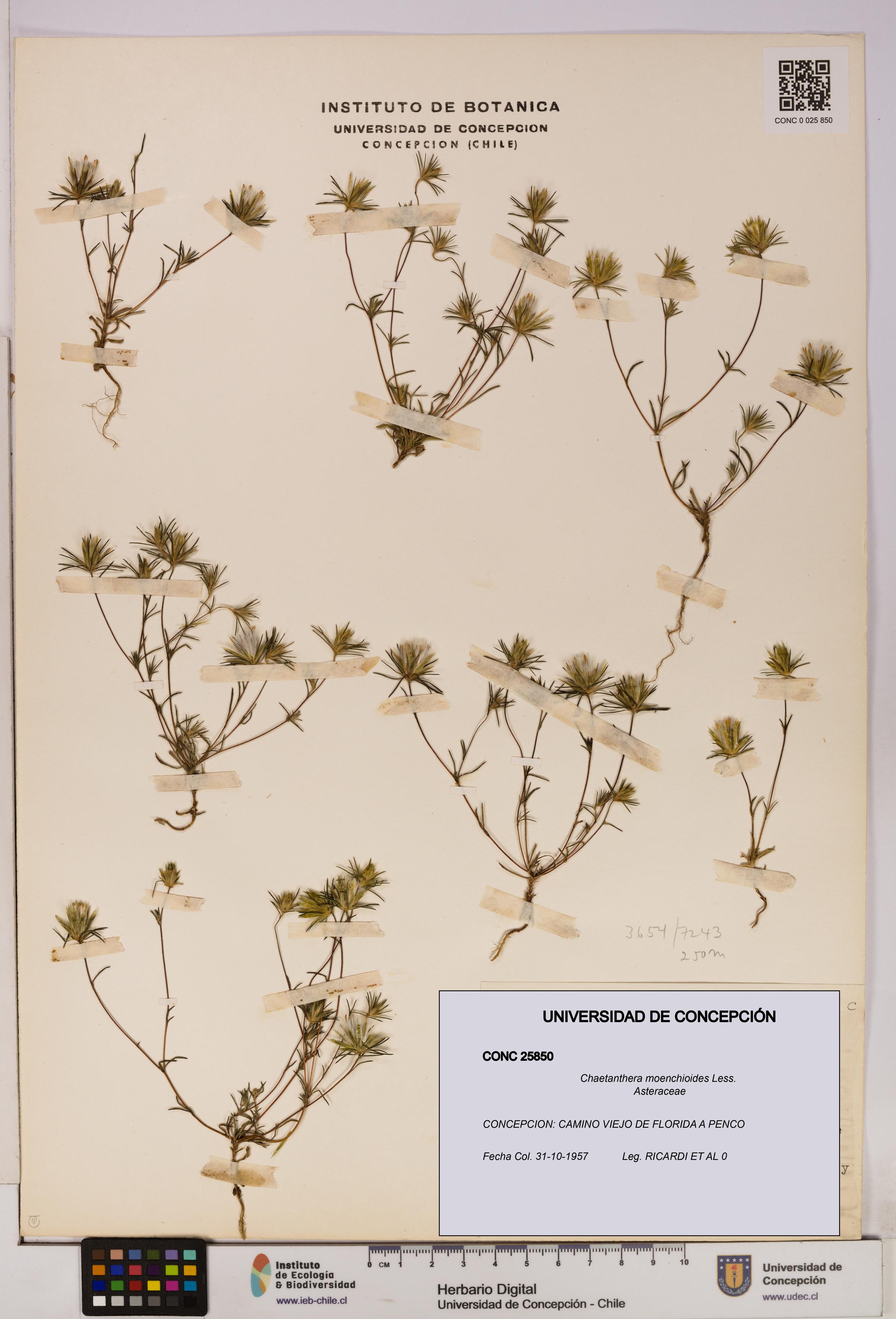 Chaetanthera moenchioides [Espécimen: UDEC:CONC:0025850]