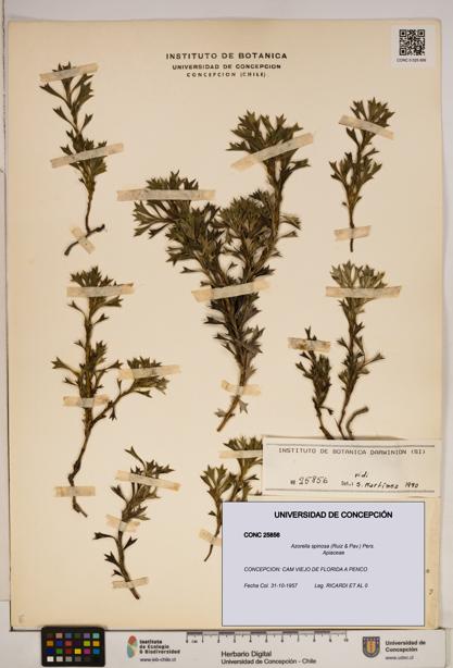 Azorella spinosa [Espécimen: ]