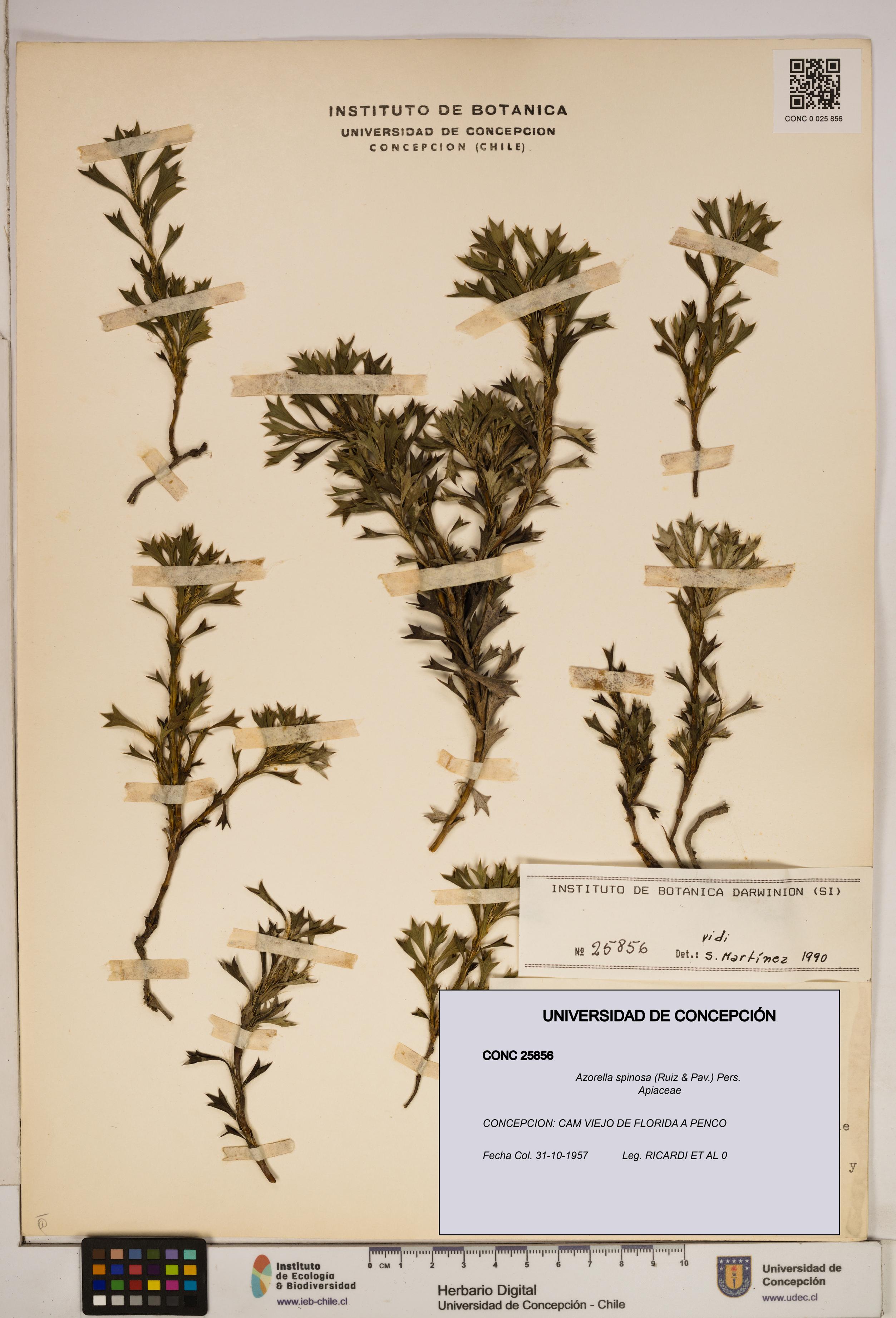 Azorella spinosa [Espécimen: ]