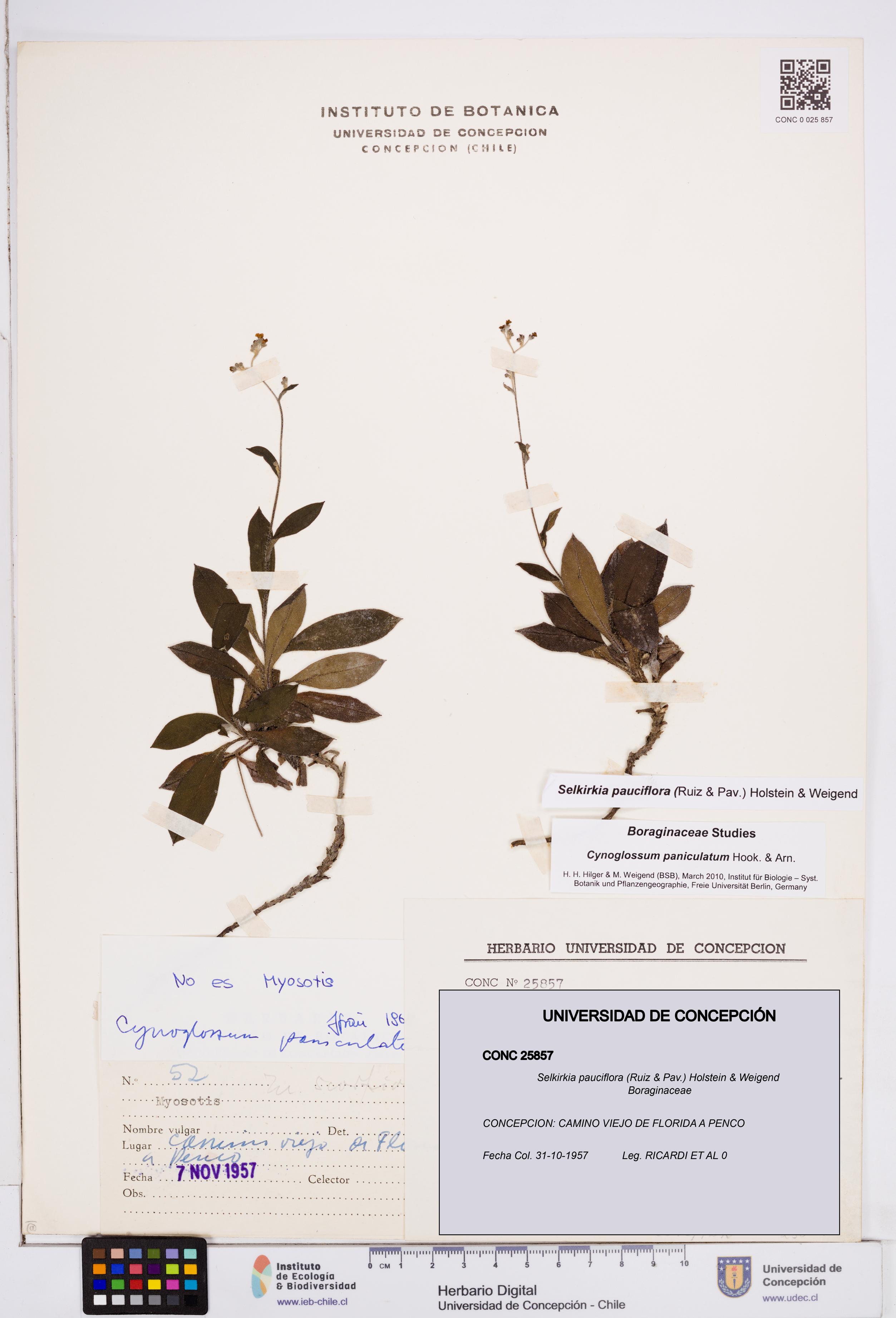 Selkirkia pauciflora [Espécimen: ]