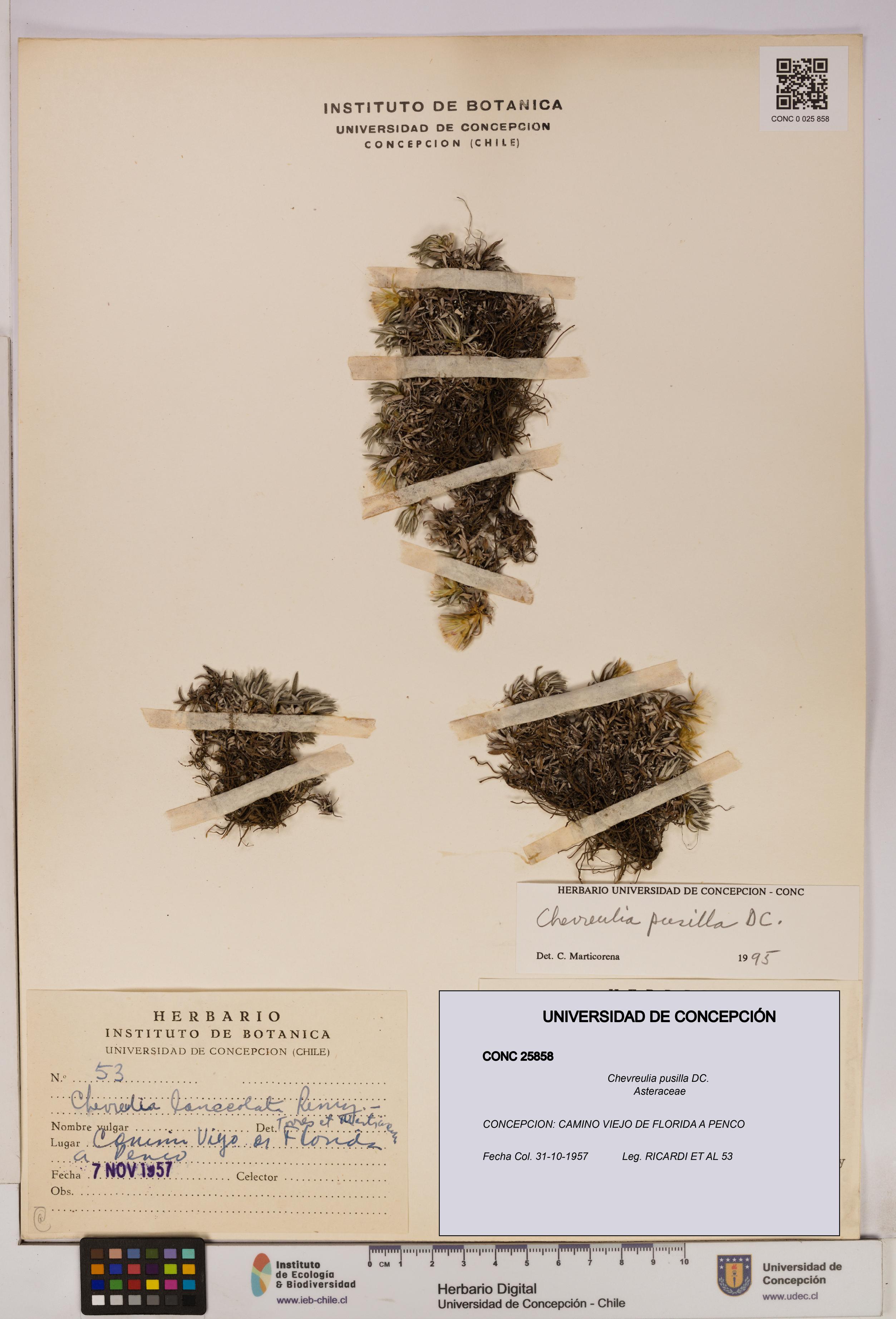 Chevreulia pusilla [Espécimen: UDEC:CONC:0025858]